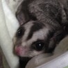 sugar glider