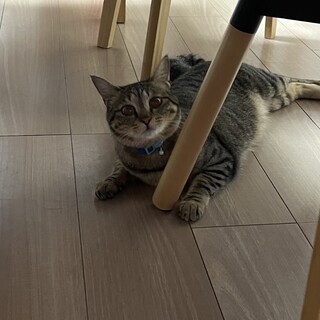 甘えん坊のキジトラ｢ぺけ｣ちゃん