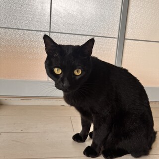 クロくん出来れば仲良しコムギちゃんと一緒が希望です