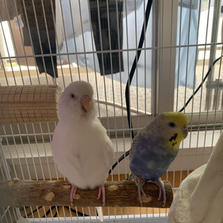 セキセイインコ　3匹