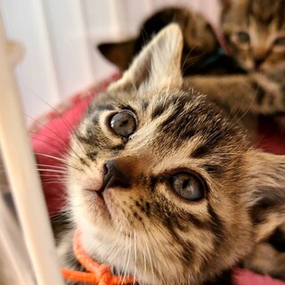 可愛い仔猫２ヶ月です