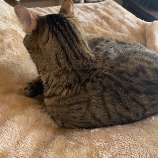 里親さんが決まりました