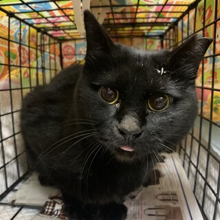 虐待されてた黒猫ちゃん保護しました