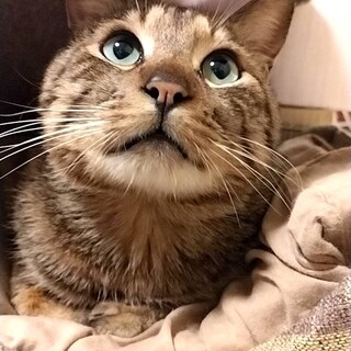 里親決定。スオウ君1歳去勢済み