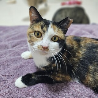 デカ声でご飯を要求する超絶甘えた三毛ちゃん