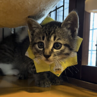 少しビビりなふりーじあちゃん