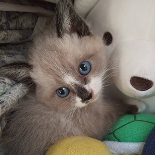 子猫の里親募集