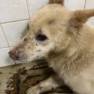 大人しそうな男の子❗️期限迫ってます