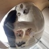 宇宙船がお気に入り