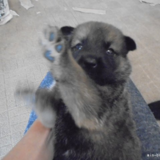 ビーグル（レモン）６歳血統書付き　小顔イケメン俊足