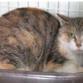 処分間近 TNR直後のミケちゃん