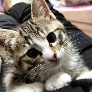 5兄妹で１番のお坊ちゃま オーガくん