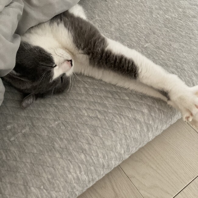 いおころのカバー写真