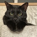寄り目のかわいい黒猫♡ゆきおくん