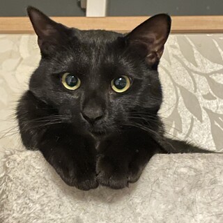 ♡ねむり猫様確認ページ♡ 猫の里親募集】千葉県・雑種・可愛いプリンセス♪ネネちゃん（ID