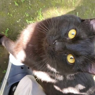 究極のゴロにゃん♡イケメン黒猫