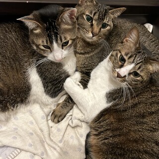 里親募集致します。