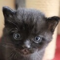 マイペースな黒猫女子のあくあちゃん！