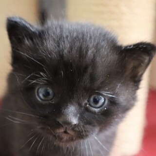 マイペースな黒猫女子のあくあちゃん！