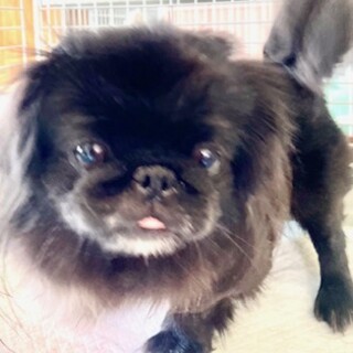 ペキニーズの女の子