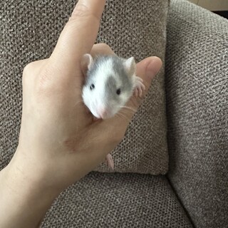 ファンシーラット ブルー 子供