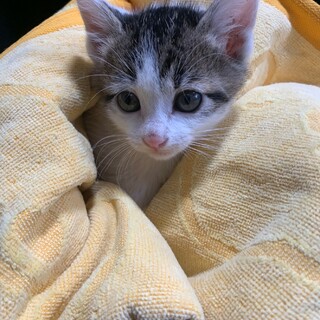 No.50 頭にねこ柄 さばちゃん