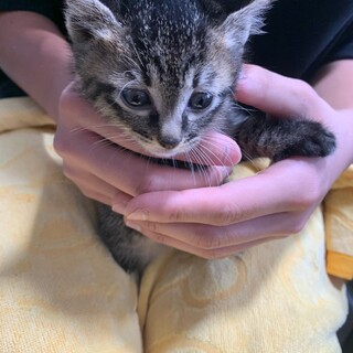 No.51 濃いめのキジがイケメンです！