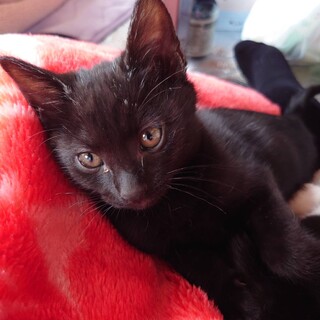 3月3日に産まれた仔猫