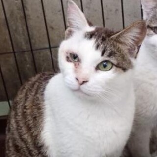 ちゅーるがお好き☆なつこい白キジのジェニーちゃん