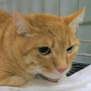 元飼い猫　再び飼い猫としてお迎え下さい。