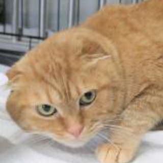 元飼い猫　再び飼い猫としてお迎え下さい。