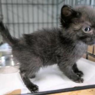 幼い子猫が収容されました。