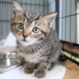 幼い子猫が収容されました。