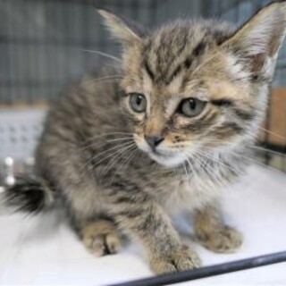 幼い子猫が収容されました。