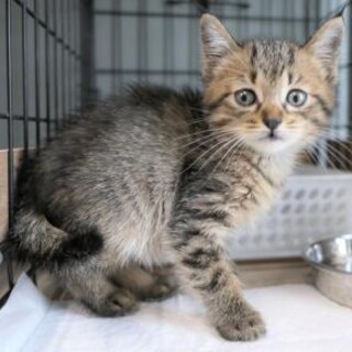 幼い子猫が収容されました。