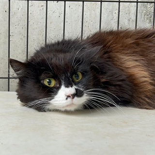 かくれんぼが上手、個性的な長毛黒猫のふねちゃん