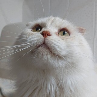 石川県より保護スコティッシュF長毛♂クローバー君