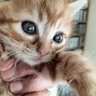 洋猫ミックス手乗り猫茶トラちゃんと白玉君ペアで