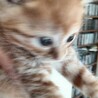 洋猫ミックス手乗り猫茶トラちゃんと白玉君ペアで サムネイル4