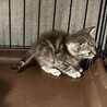 小柄で綺麗なアメショ柄の子 サムネイル2