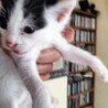 洋猫ミックス手乗り猫茶トラちゃんと白玉君ペアで サムネイル7