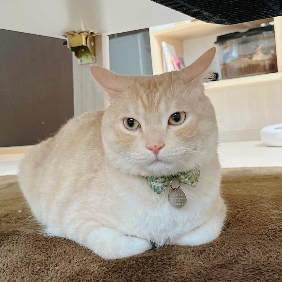 うずらのカバー写真