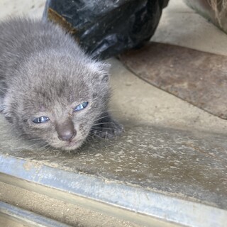 【※話し合い中】元気なグレー子猫ちゃん　