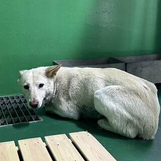 処分対象♀野犬・命を繋ぐ引出サポートします