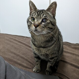 甘えん坊の男の子です