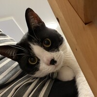わかば