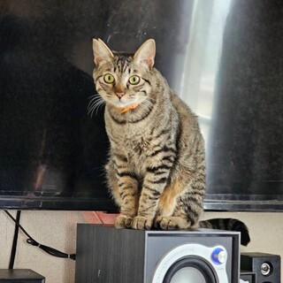 7/6チャトくん里親さん決定有り難うございました