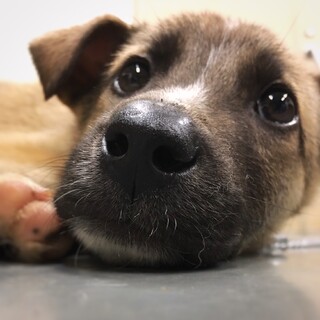 かわいい子犬　しばちゃーくん　1ヶ月半