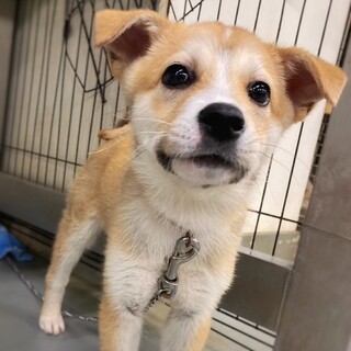 【相談中】かわいい子犬　しばちょーちゃん　1ヶ月半