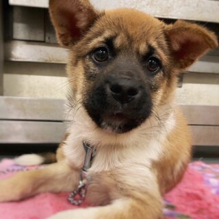 【相談中】かわいい子犬　れんくん　1ヶ月半